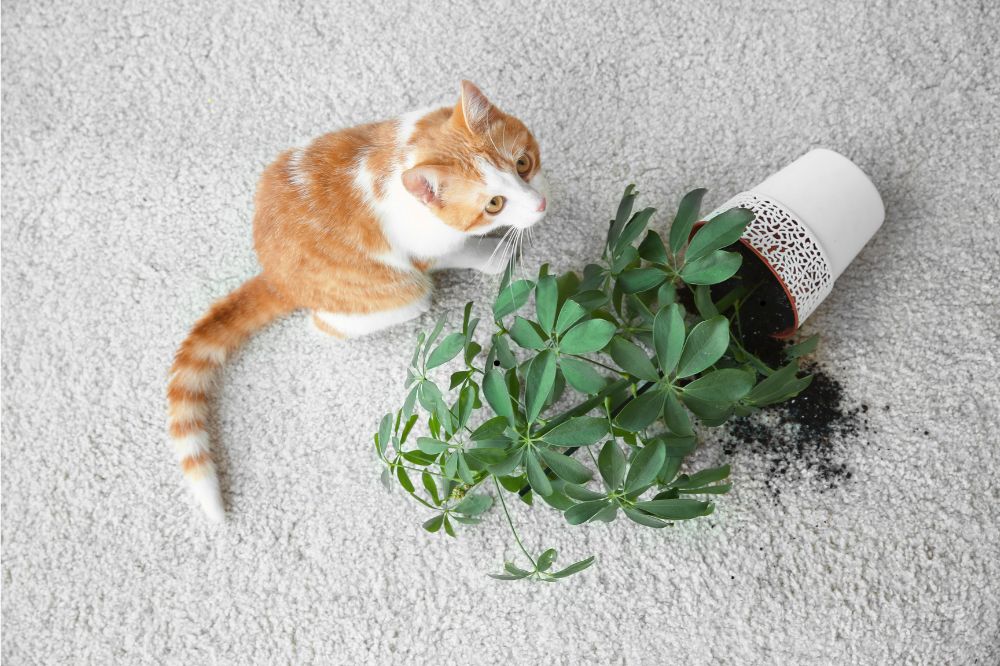 Carpet care | Carpetland USA of Virginia